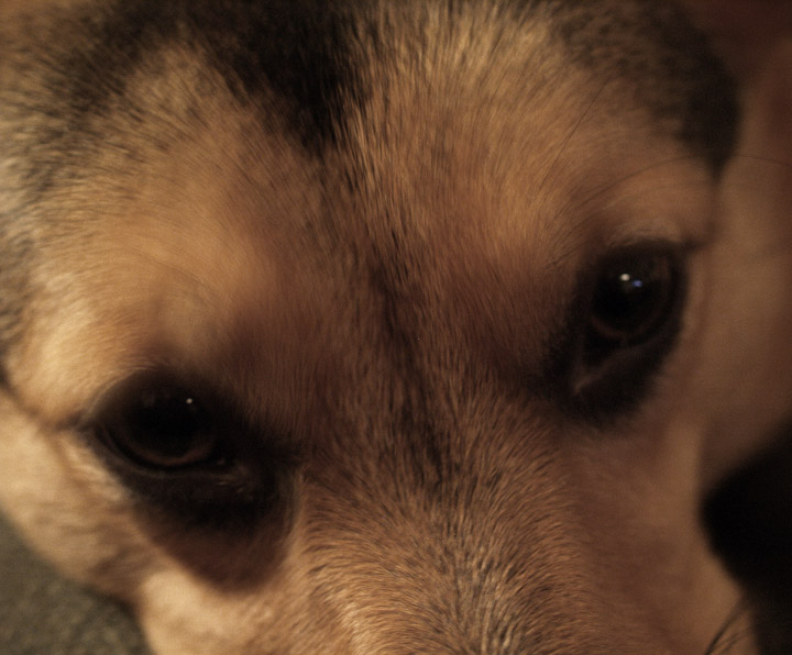 Those Puppy Dog Eyes