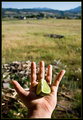 July 3: Lime