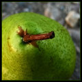 July 5 : Pear