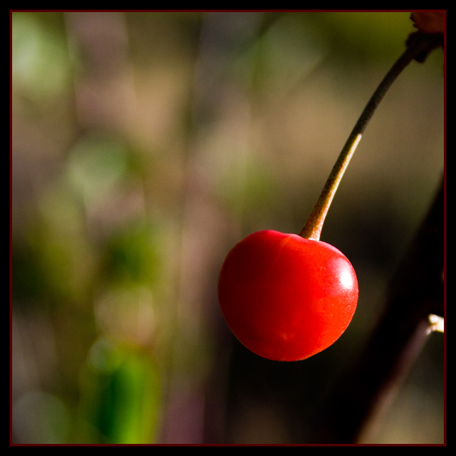 July 6: Cherry :o)