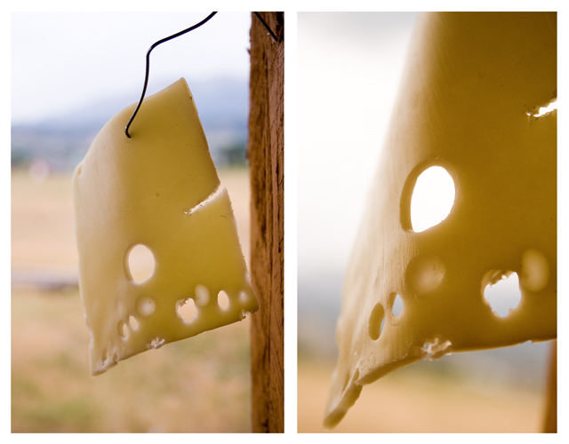 July 7: Swiss Cheese