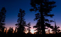 Sunset through the trees