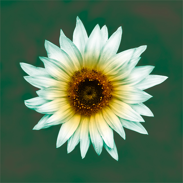 Third Flower.jpg