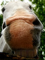Horsey