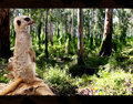 Meerkat City