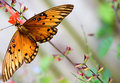 Wings of Light