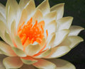 The Glow Within