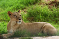 Lazy Lioness