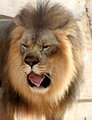 The King