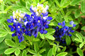 Spring Comes to Texas