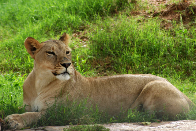 Lazy Lioness