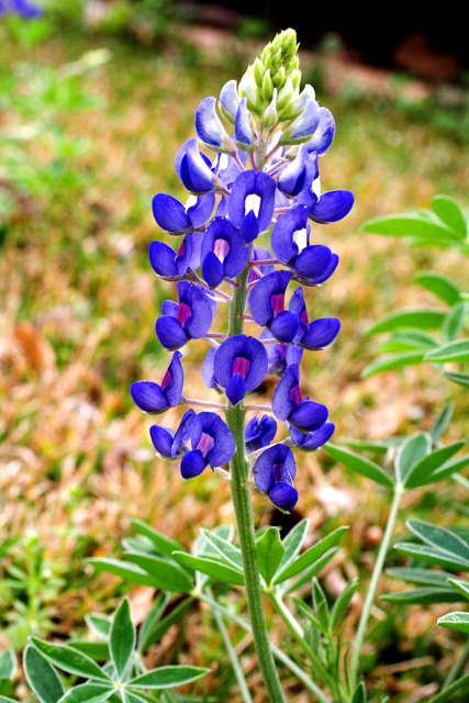 Lonely Lupine