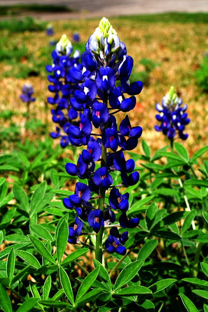 Texas Bluebonnets