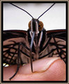close up on finger.jpg