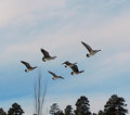 Sky Ballet
