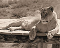 Serengeti Snooze