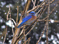 Late March Snow