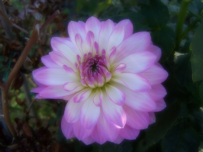 Nature's Perfect Imperfection