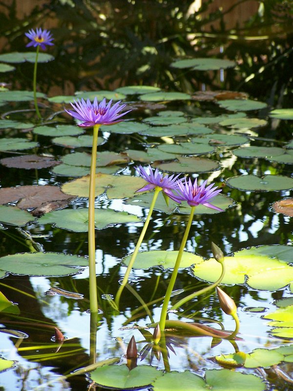 Lily Pond