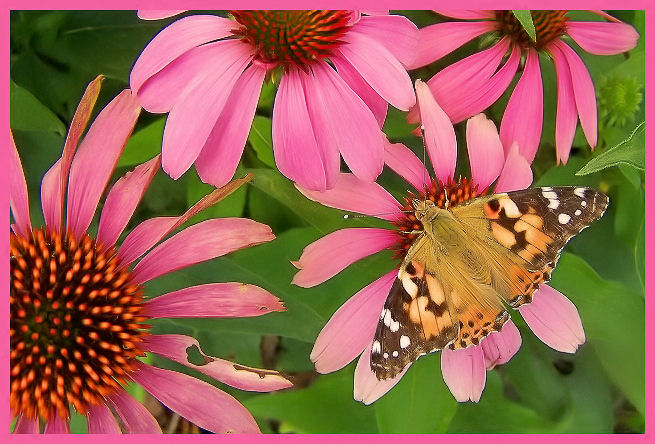 Pretty in Pink