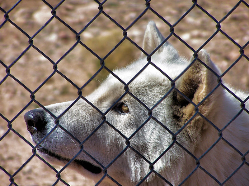 Eyes of the Caged