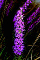 Purple macro (small).jpg