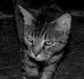 Eyes.jpg