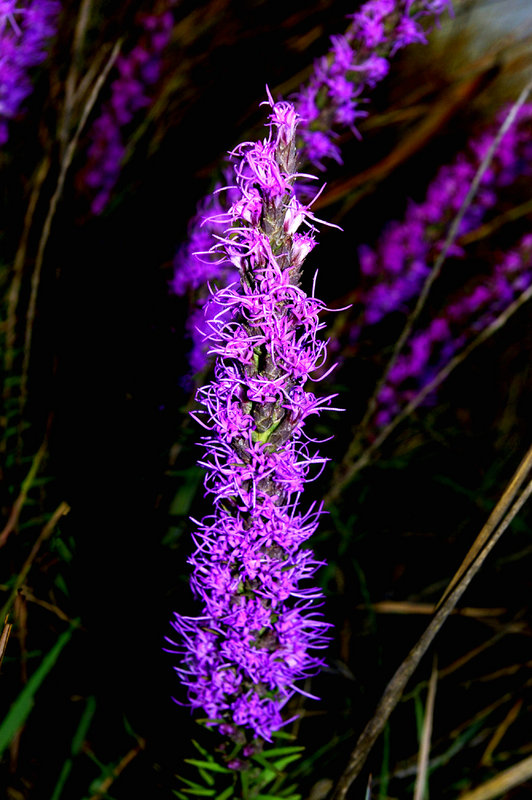 Purple macro (small).jpg