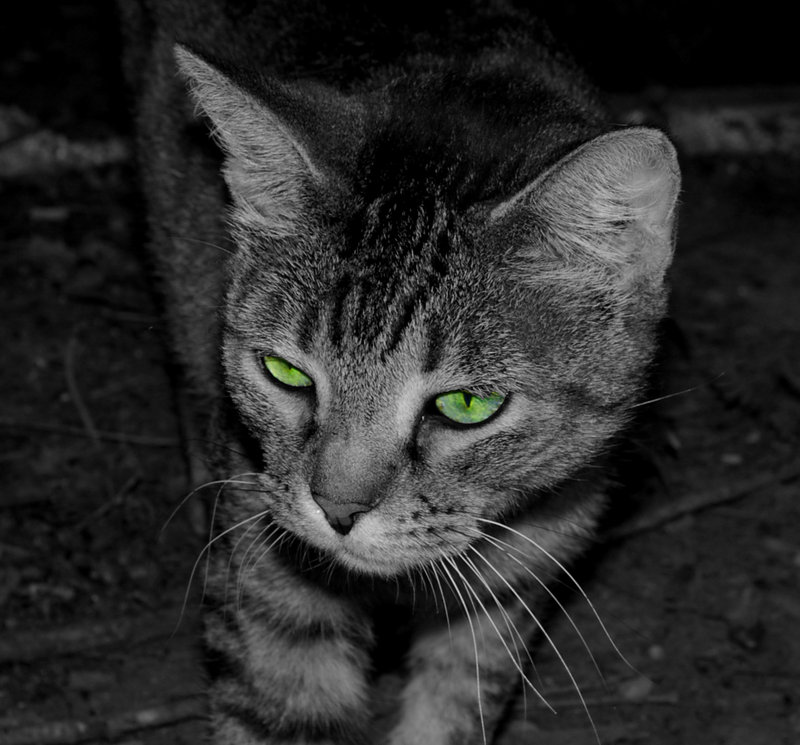 Eyes.jpg