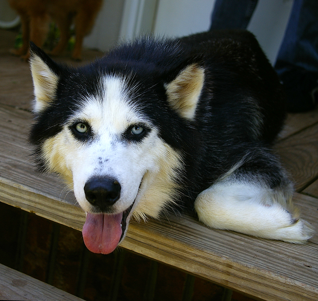 Day 16, Angel the Husky