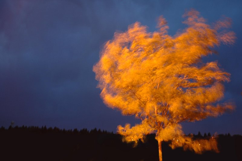 Tree on Fire