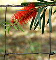 Bottlebrush