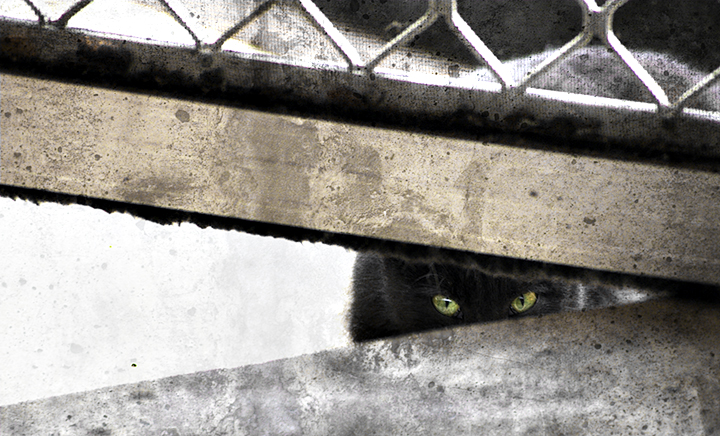 The Stray