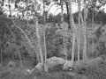 Trees in Black and White
