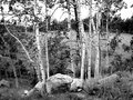 trees