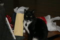 sylvester