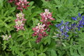 bluebonnets