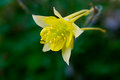 columbine1