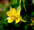 columbine2