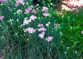 yarrow1