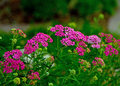 yarrow2