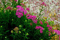 yarrow3