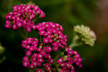 yarrow4