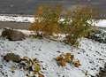 front-yard-snow