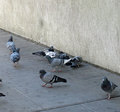 pigeons.jpg