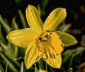 daffodil