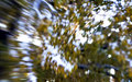 lensbabytree