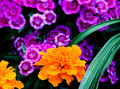 backyard-flowers