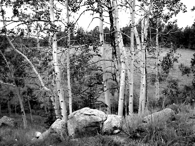 trees
