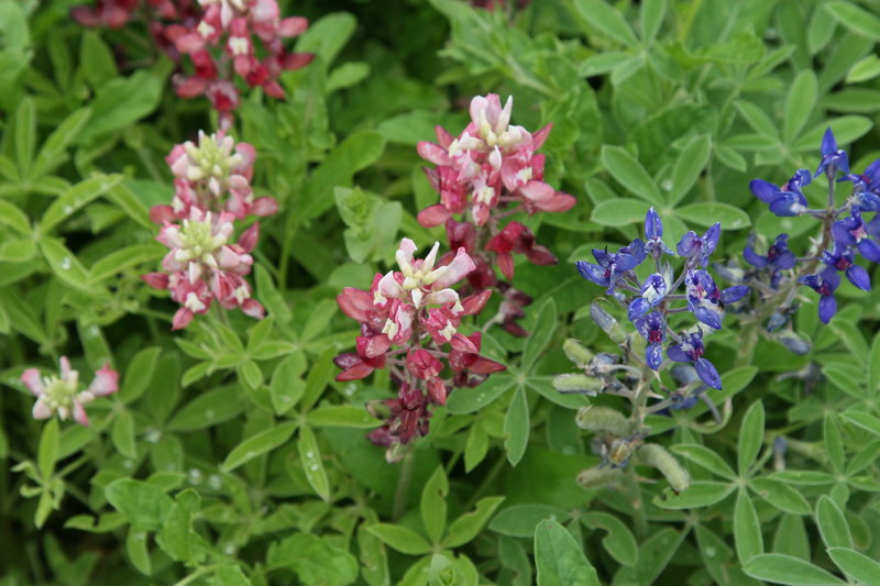 bluebonnets